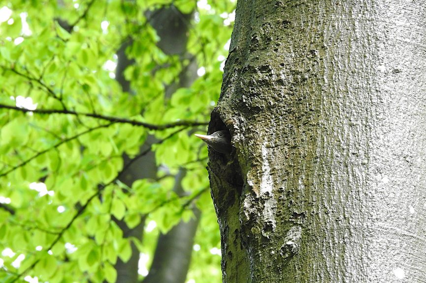 Schwarzspecht-Jungvogel im Naturwald